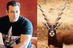 Chinkara Poaching Case: Rajasthan Government To Approach SC Over Salman Khan’s Acquittal